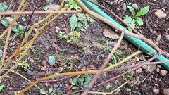 sweethanajapanese: Nước tiểu, đi bộ đến vườn