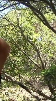 Un film italian complet Zorra La Donna Che Voleva Escopar cu Vittoria Risi împreună cu actrițe frumoase celebre