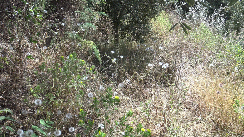 Stepmom Susan: La moglie cornuta nudista matura lascia che sconosciuti random le...