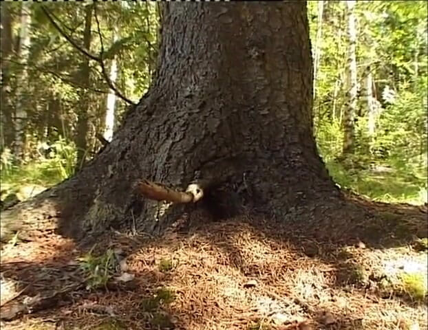 Radical: Hot teen fucked in nature