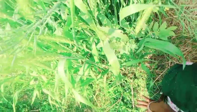 Bk Vlogs: Hintli kadın tarlada sikiliyor