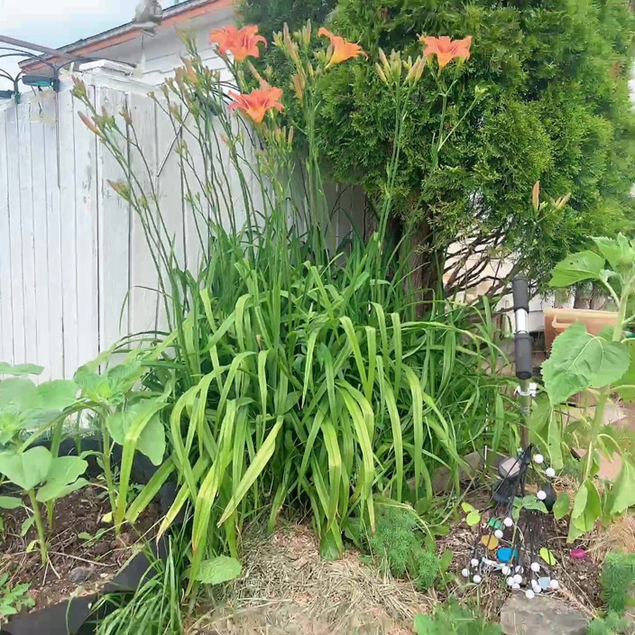 sweethanajapanese: Gardend Outside Pissing Fun