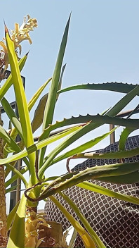 Uriner sur une plante en pot