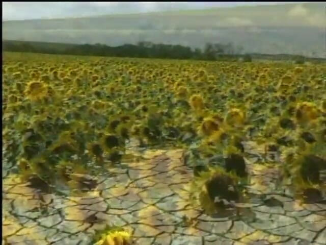 My girlfriend: Gorgeous Blondes Plays in a Cornfield