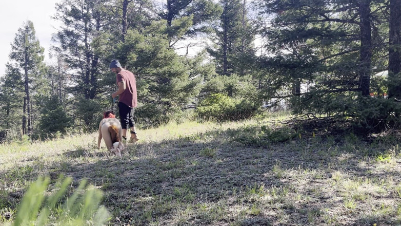 MYA Pleasure: O vulpe în pădure