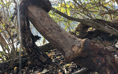 SissyBiBi: Bobr - dildo