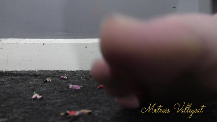 Mxtress Valleycat: บดลงกับพรมจนเสียว