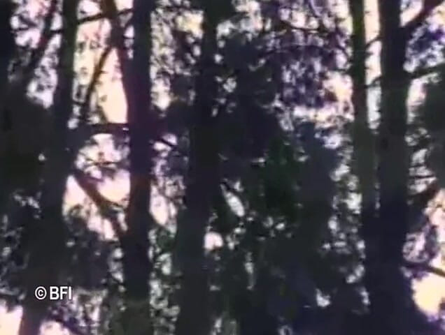 Ladyboy Paradise: Brasil trans Passion 1