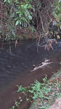 Orang asing ditangkap berkongkek di air terjun.