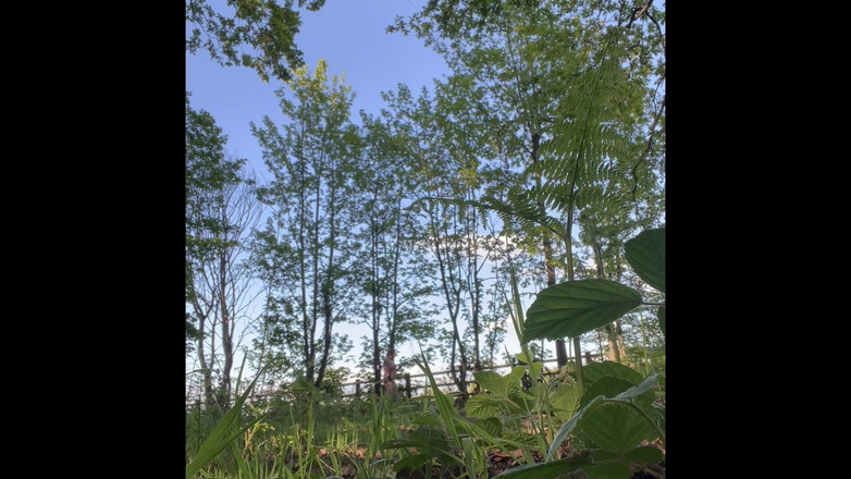 FFpupExhibitionist: 산책을 위해 밖으로 강아지