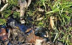 Mud Fun in Rubber Camo Wellies