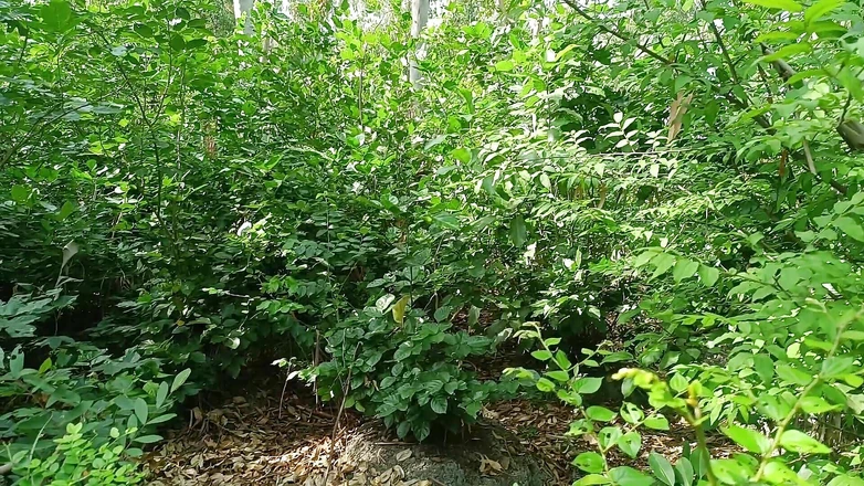 Asha Devi: Sister-in-law Got Fucked in the Jungle