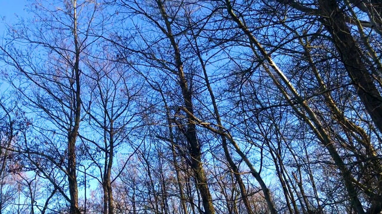 SweetSusi: Giacca spessa nella foresta, nient'altro