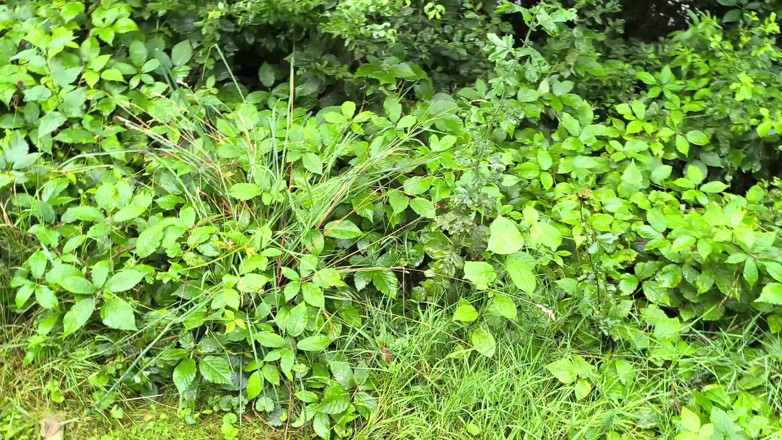 Bouncy Tits Action: Una dura schiavata delle tette vicino allo stagno