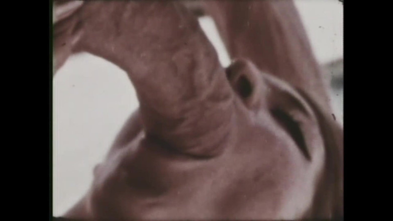 Vintage megastore: La Gozona Puerca