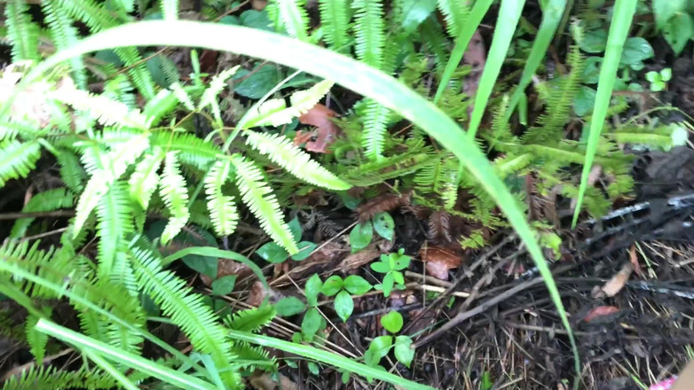 Lustybaby605: Aventuras en la selva