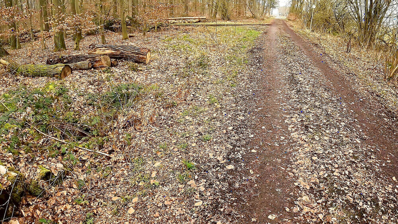 Bouncy Tits Action: Ahşap üzerine çıplak vajinasını tokatlıyor