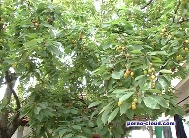 Porno Cloud: Owłosiona masturbacja dildo na zewnątrz