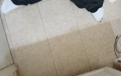 Jerking jay: Melancap batang hitam