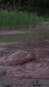 Bain de boue dans un étang profond dans une carrière de gravier