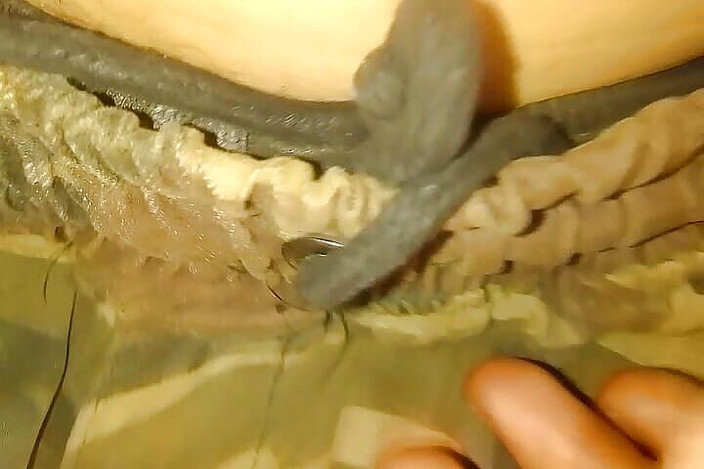 Gangbang straight: Sănătate orală XXX