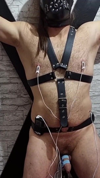 Elektroljudande urinrörssträckning - kuk som slår i bondage ångest