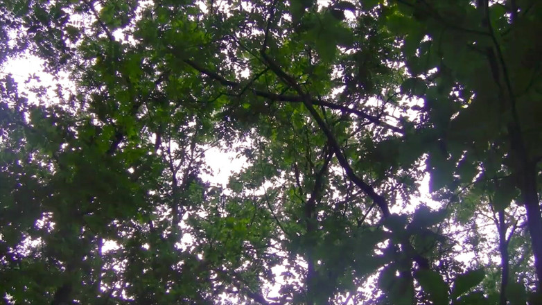 BELLOeBIOTTO: Xuất tinh đẹp và dài, cởi trần, trong một khu rừng...