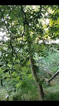 Una bella ragazza si perde nel bosco con uno sconosciuto