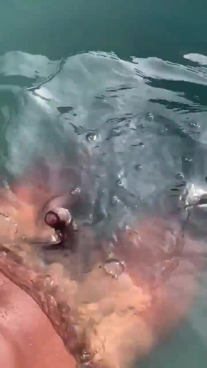 Vida Noite: Прослуховування звуку в басейні та дрочки