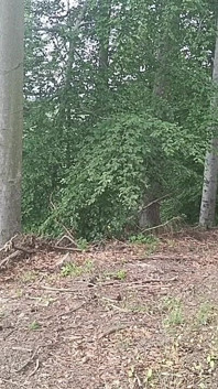 Exposição florestal: Um pássaro perseguido em uma floresta de faias