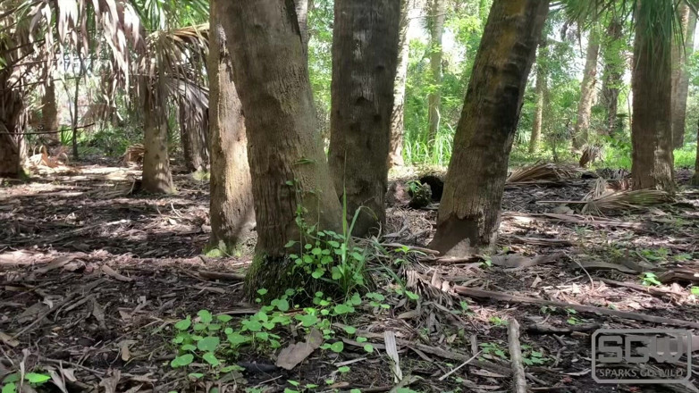 Sparks Go Wild: Hiking and Fucking at the Myakka River