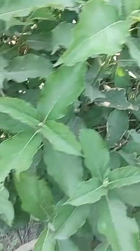 Panjabi Desi Boy Forest Outdoor Handjob
