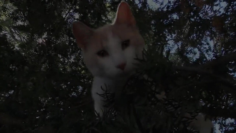 Muschi movie official: Pussy fucking big dick sucking threesome in the garden