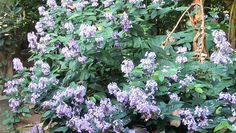 Anne Ipe: Bella ragazza indiana che si nudisce fuori nel giardino