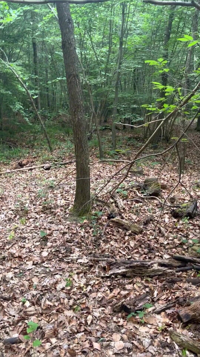 Maitresse Clara: 숲 속에서의 벌...