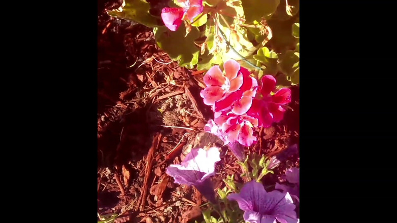 PornoJuice: Une fille fleur des temps modernes avec Kayla Kandy