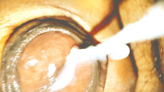 Sex art straight: Conta il numero di sborrate. Ragazze pesantemente martellanti ed arrapate...