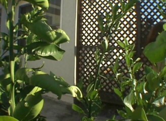 Big White Cock: Humangusコックは彼女の穴を仕事に置きます