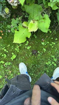 Golden Stream: Peeing in Paradise