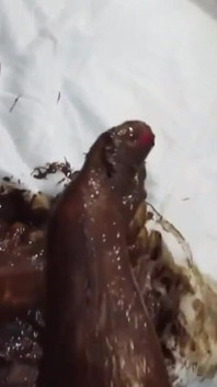 My Feet with Varnished Nails, All Covered with Chocolate Cream
