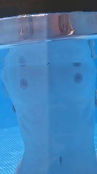 Hàng xóm xem tôi bơi
