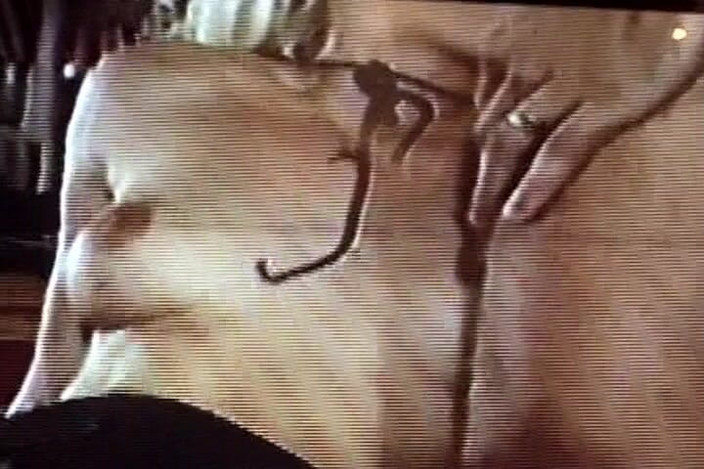 Videos Francaises: Perfect French Blonde Rides Dick and Enjoys Anal Fuck