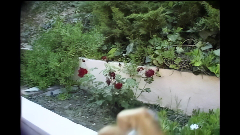 My porn family: Bellissima Ragazza Nera Incinta