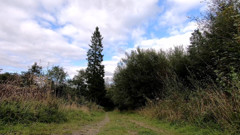 Forest walk 2