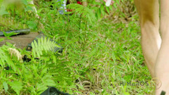 Himeros.tv: Djungel träldom