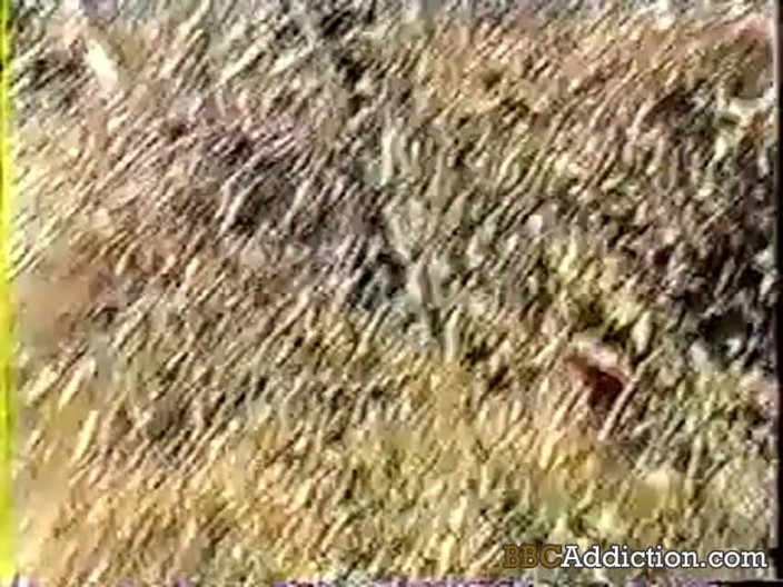My BBC Addiction: BBC Addiction - 100% Amateur and Home Made Porn Videos. MILFs Addicted...