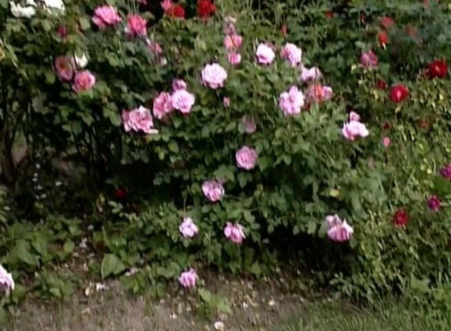 Lesbo Tube: Des filles sexy s'amusent dans l'arrière-cour