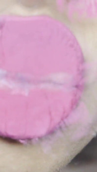 Pink Foxx Geeft Een Kus
