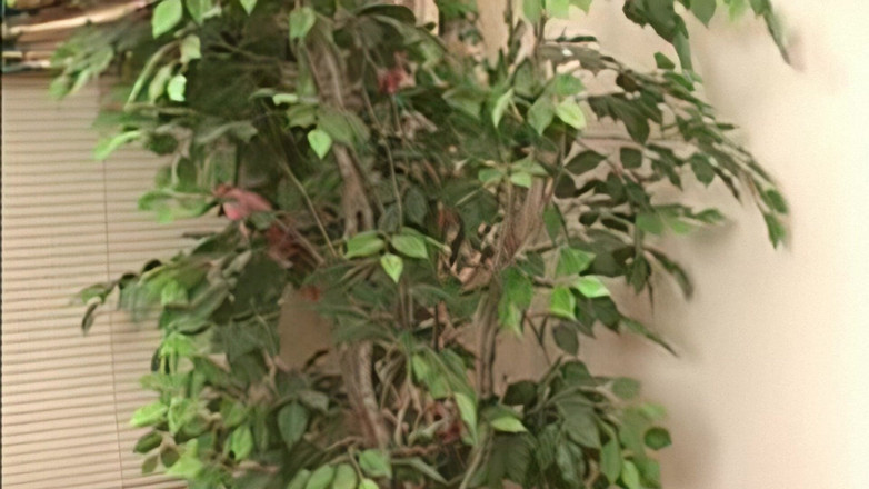 My Porn King: Thaise solo