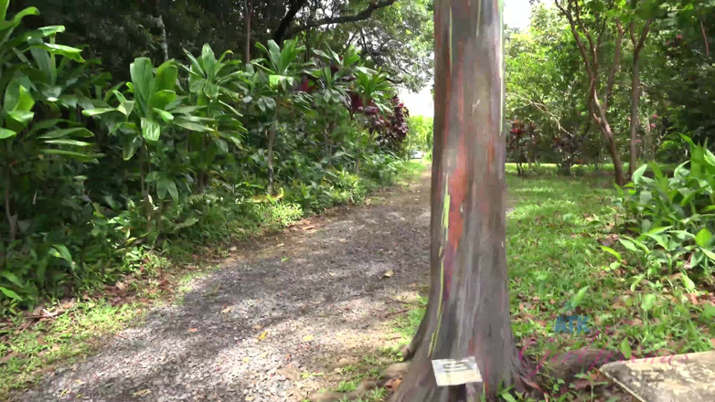 ATK Fans (Girlfriends): Virtual vacation in Hawaii with Kristen Scott part 4